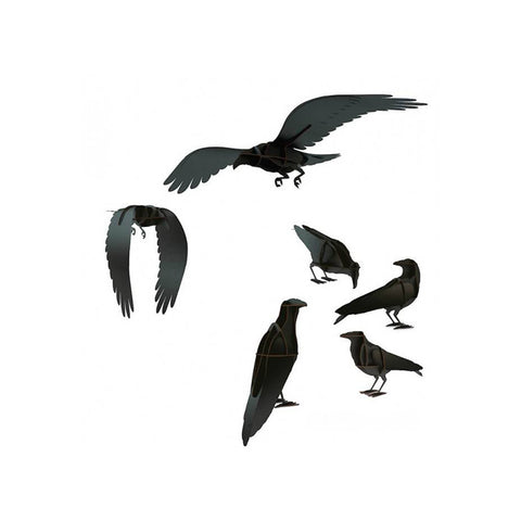 Gustav | Raven | IBRIDE