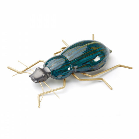 Fauna| Beetle | Mambo